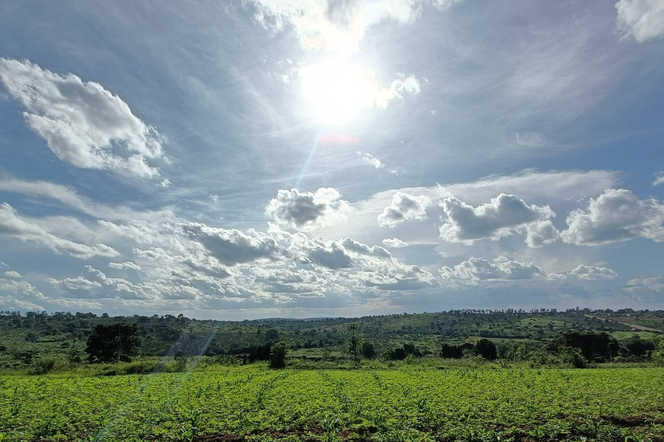 Uganda als Ursprungsland