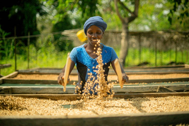 Eine Mitarbeiterin von Macenta Beans bei dem Trocknungsprozess des Kaffees