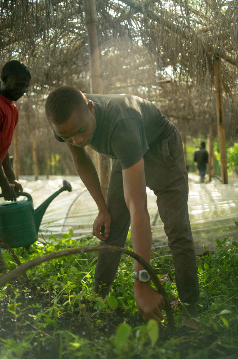 Die Nursery von Macenta Beans in Guinea