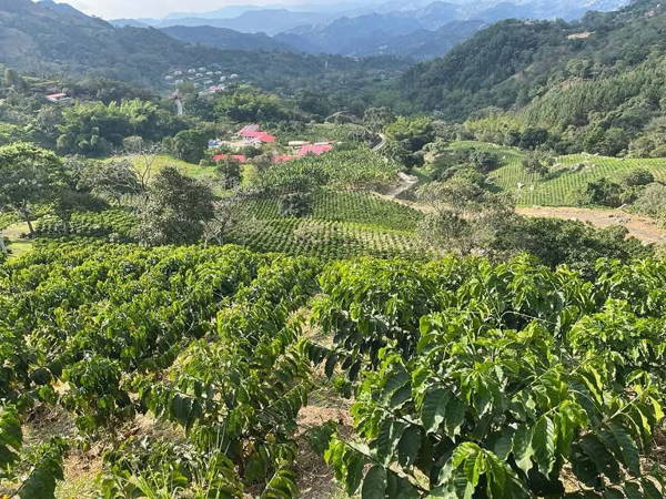 Kaffeeanbau auf der Finca Cafetera Valparaíso in La Vega, Kolumbien