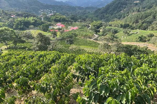 Kaffeeanbau auf der Finca Cafetera Valparaíso in La Vega, Kolumbien