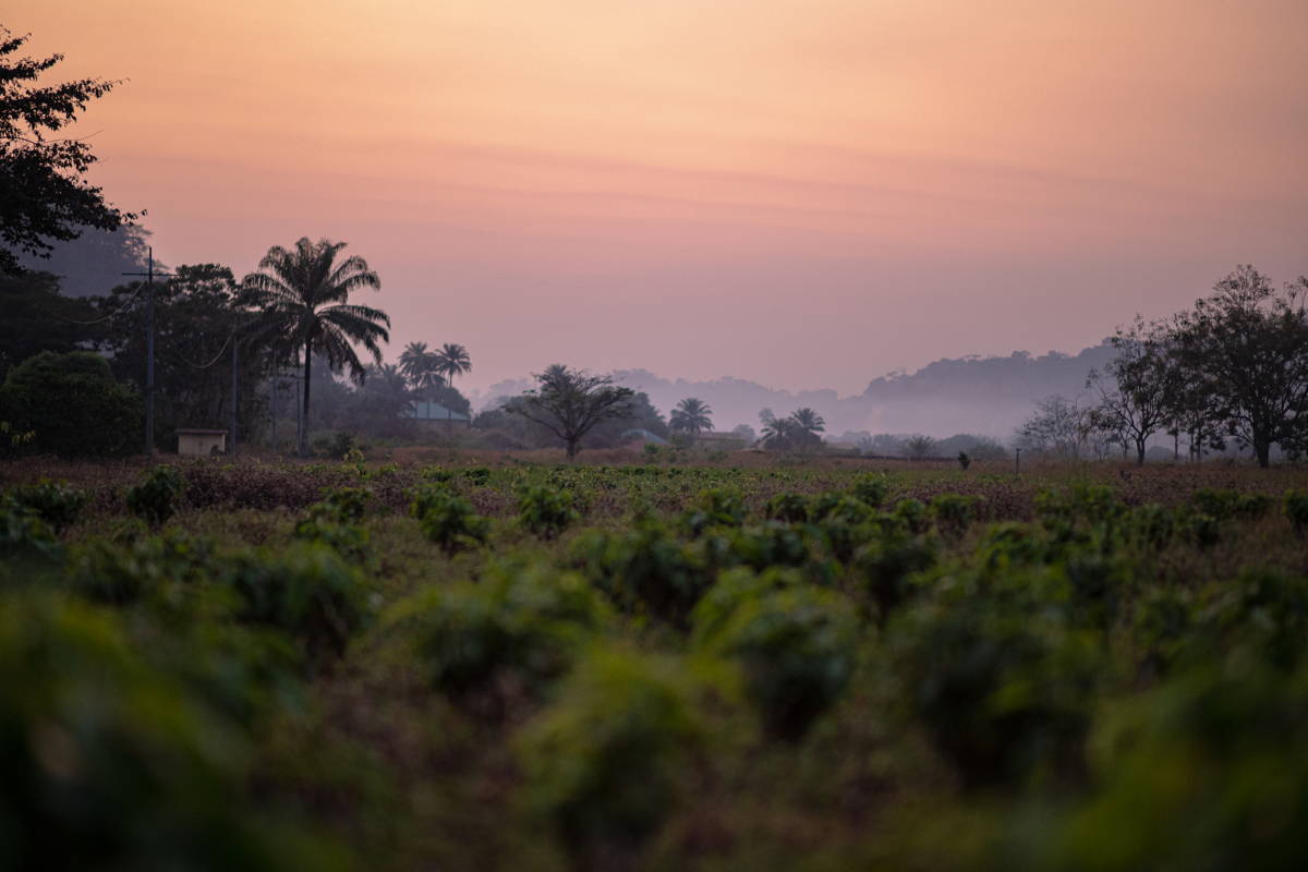 Kaffeeplantage in der Nähe der Macenta Beans-Station