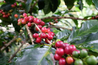 Coffeecircle_Reise_Kolumbien_Fieldtrip_3_214.JPG Kaffeekirsche Kolumbien