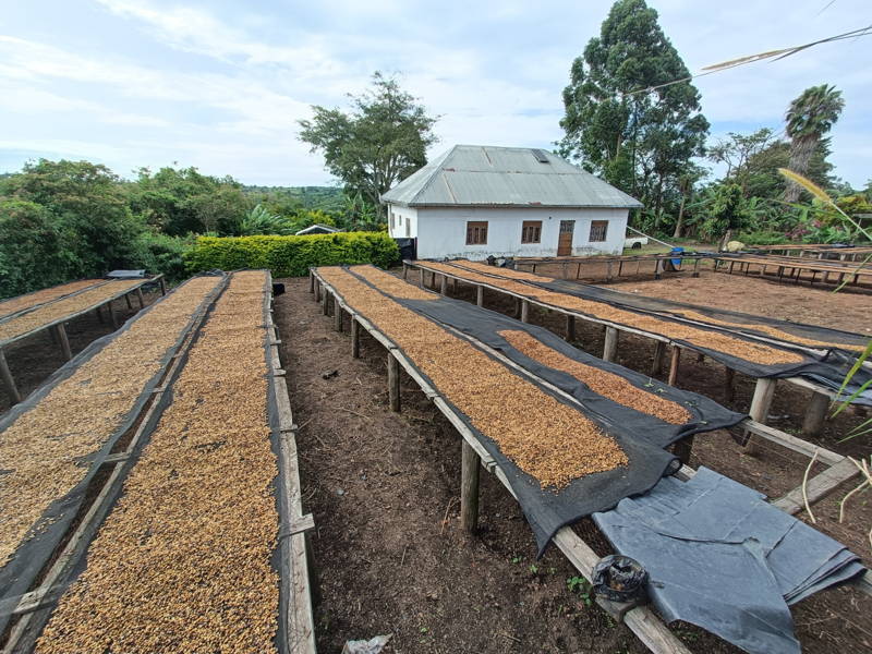 Stephan Katongoles Trocknungsstationen in Uganda