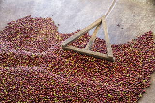 Kaffeekirschen in der Wetmill Kaffeekirschen in der Wetmill