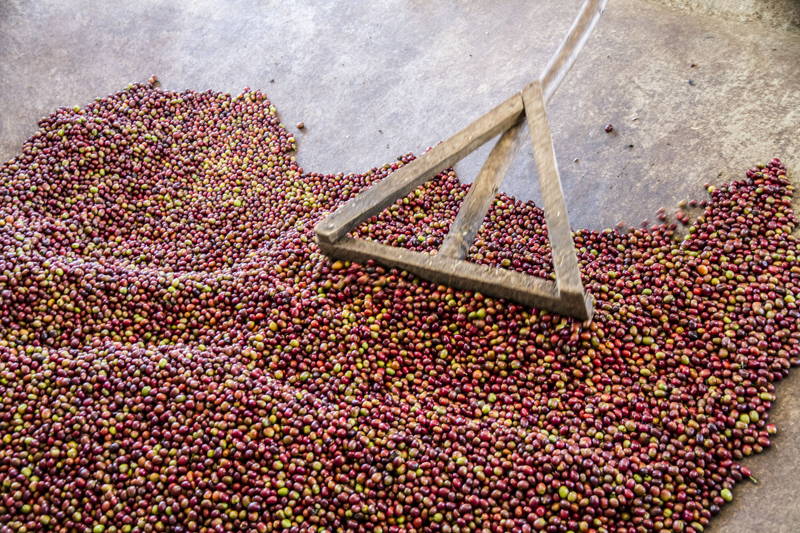Kaffeekirschen in der Wetmill