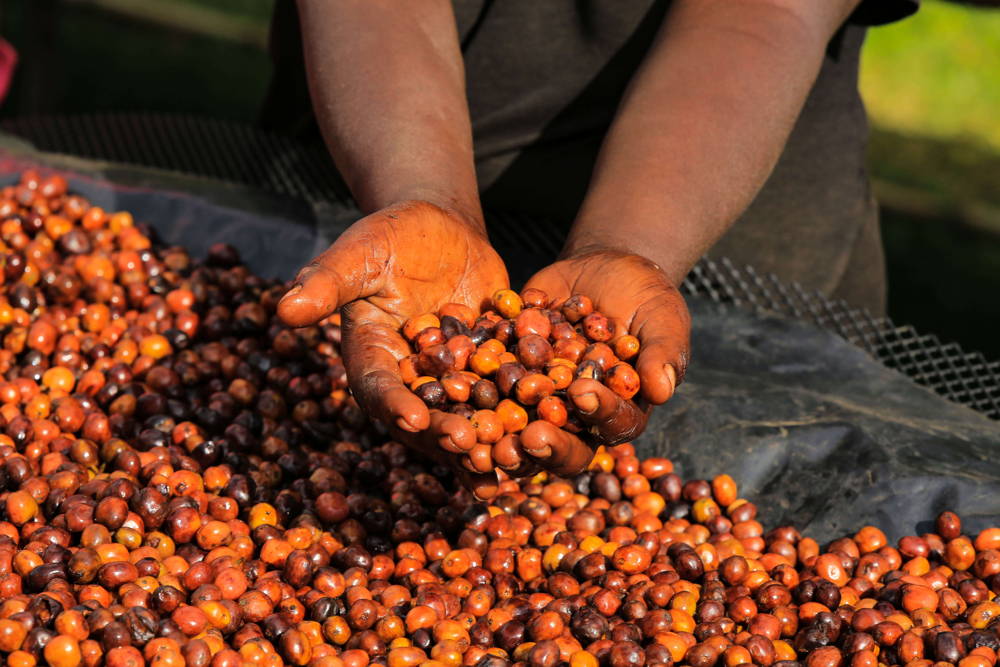 Verarbeitung von Kaffeekirschen Kaffeekirschen nach der Ernte in Äthiopien
