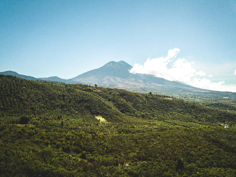 Guatemala Origin