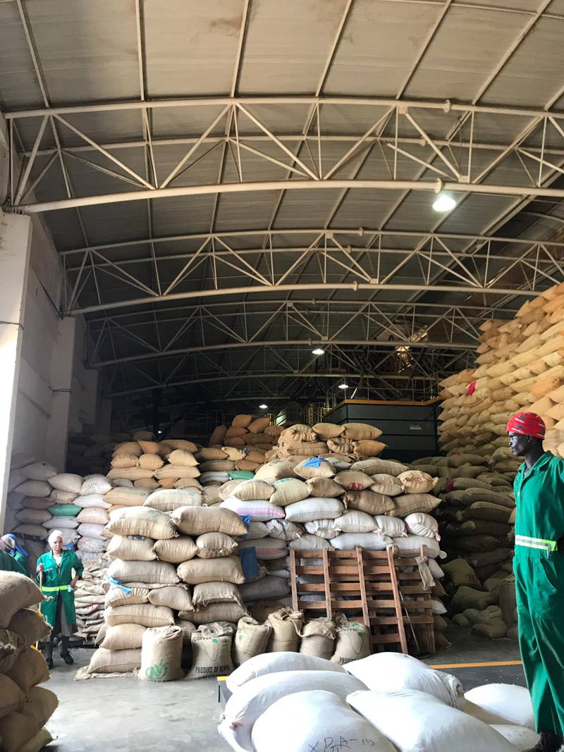 Harvest Coffee from the Partner Cooperative Rungeto