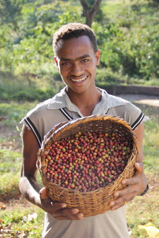 Die Kaffeeernte Ein Korb mit Kaffeekirschen