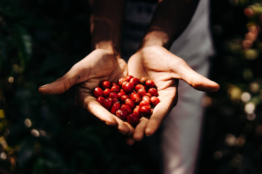 Kaffeekirschen in Äthiopien