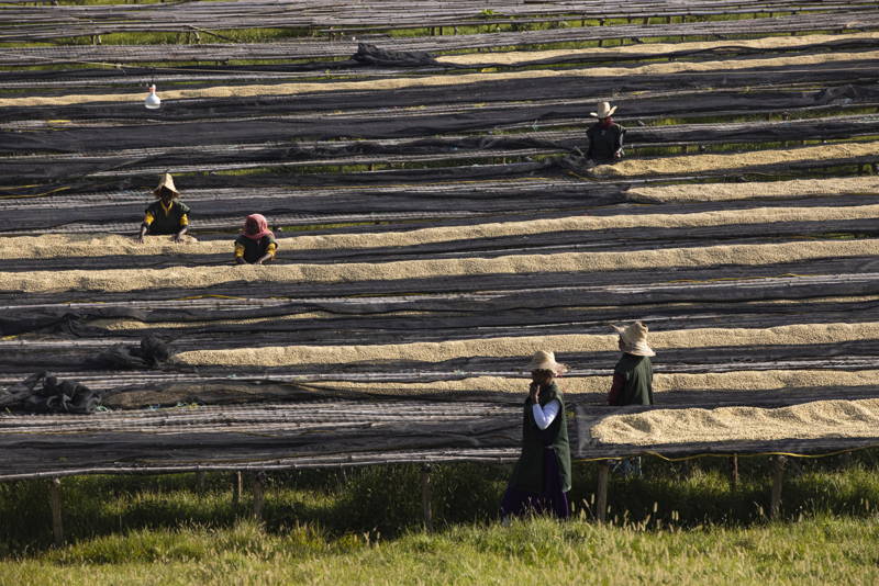 Kaffeefarmer:innen Äthiopien 2024