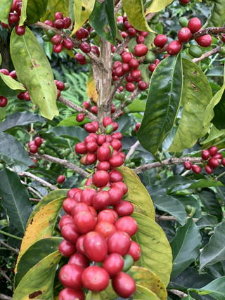 Origin Trip 2019: Coffee Circle in Kolumbien